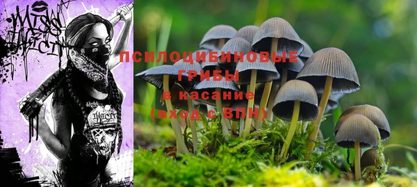 стафф Богданович